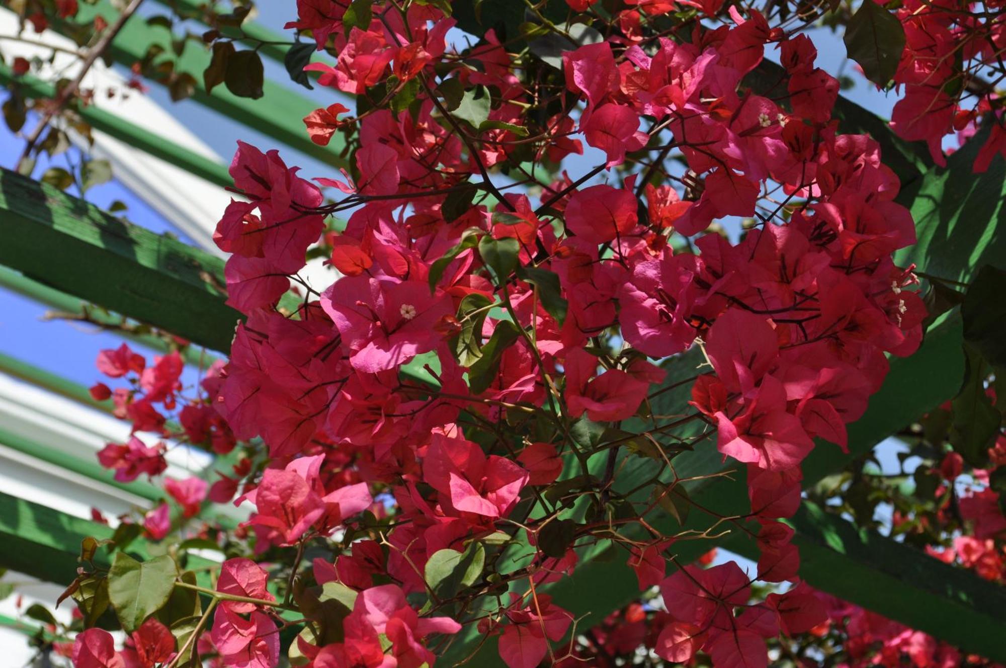 Ενοικιαζόμενα Δωμάτια Garden Σύμη Εξωτερικό φωτογραφία